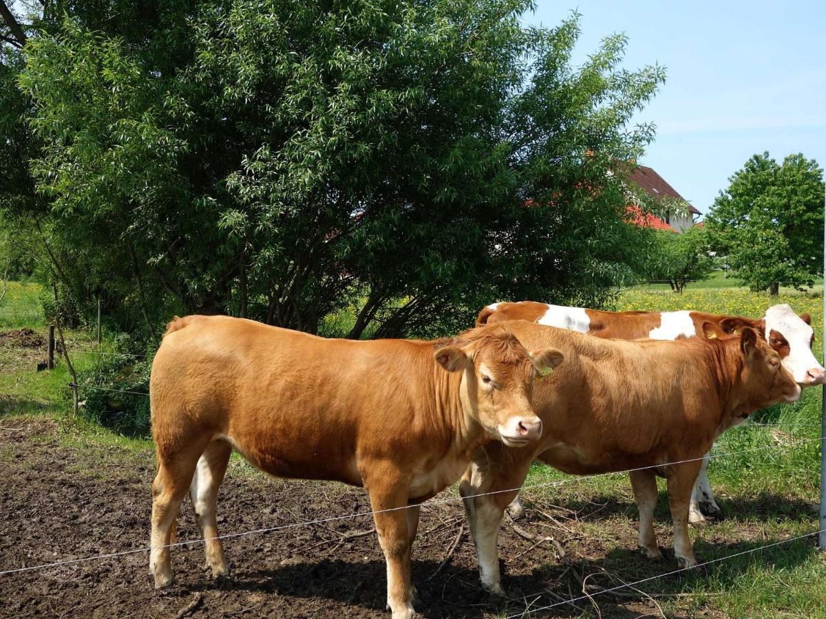 Monteurwohnungen Goeb - Nicht Fuer Urlaubsgaeste Geisa Buitenkant foto